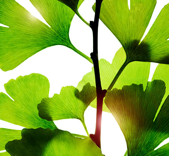イチョウ（ギンナン）-イチョウ葉エキス-Ginkgo biloba leaf extract
