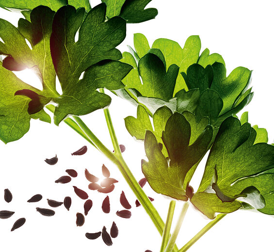パセリ（オランダセリ）-パセリエッセンシャルオイル-Carum petroselinum (parsley) seed oil