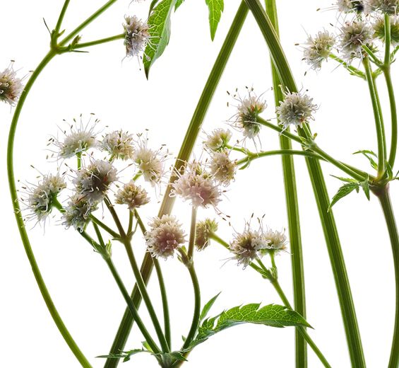 ヨーロッパサニクル（ウマノミツバ）-オーガニック サニクルエキス-Sanicula europaea extract