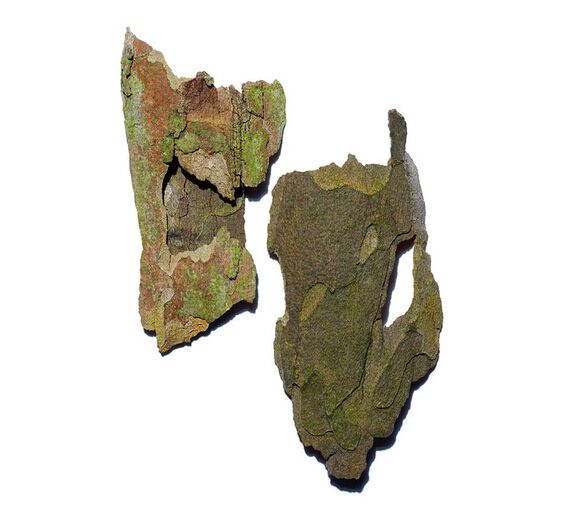 プラタナス-プラタナス エキス-Platanus occidentalis bark extract