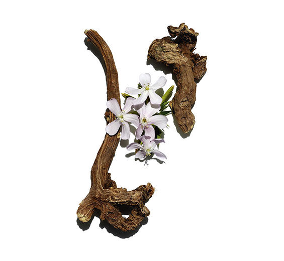 サボンソウ-サボンソウエキス-Saponaria officinalis root extract