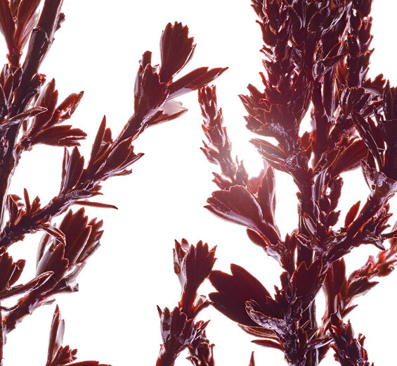 ミロタムヌス-ミロタムヌスフラベリフォリア葉/茎エキス-Myrothamnus flabellifolia leaf/stem extract