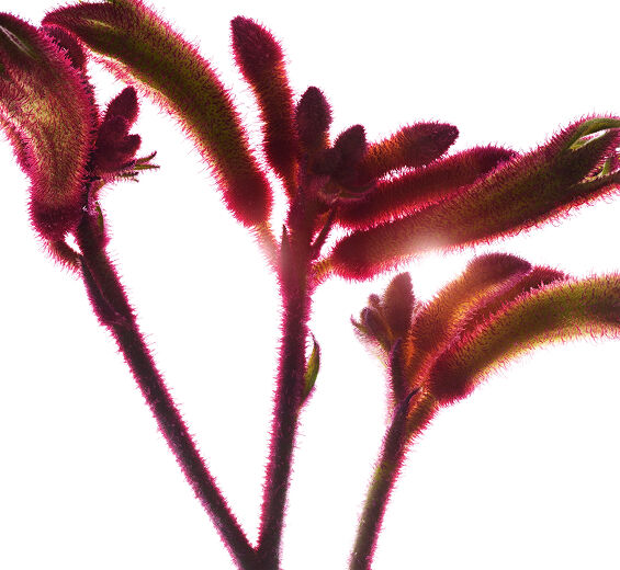 カンガルーフラワー-オーガニック カンガルーフラワーエキス-Anigozanthos flavidus extract