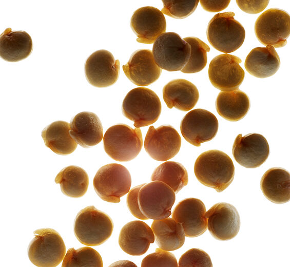 キノア-キノア種子エキス-Chenopodium quinoa seed extract