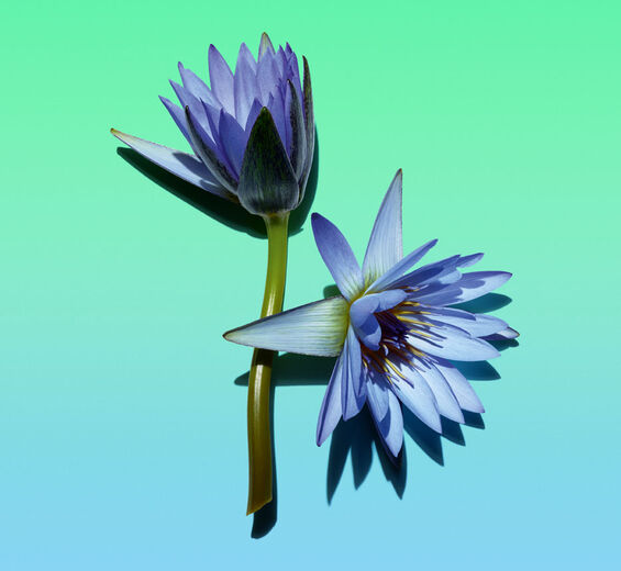 ブルーロータス-ブルーロータスワックス-Nymphaea caerulea flower extract