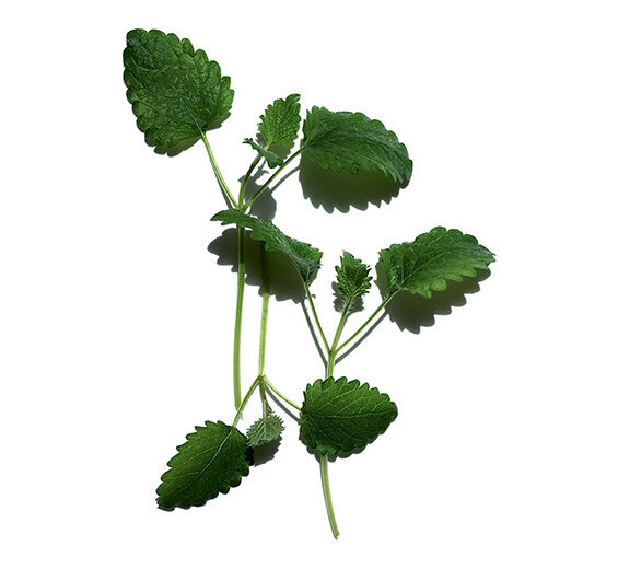 レモンバーム-レモンバーム-Melissa officinalis leaf extract
