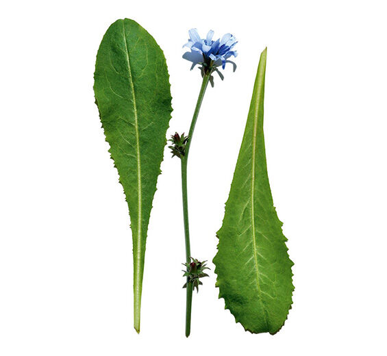 チコリ（キクニガナ）-チコリエキス-Cichorium intybus (chicory) leaf extract