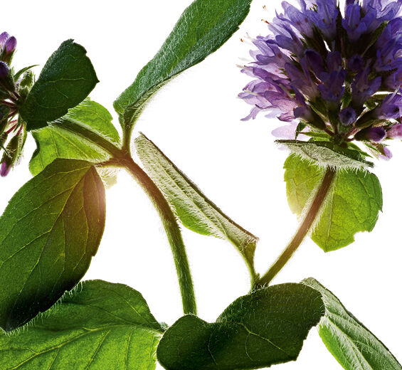 ウォーターミント（ミズハッカ）-オーガニック ミズハッカ-Mentha aquatica leaf extract