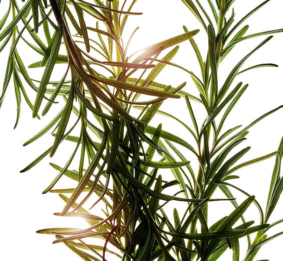 ローズマリー（マンネンロウ）-ローズマリーエキス-Rosmarinus officinalis (rosemary) leaf extract