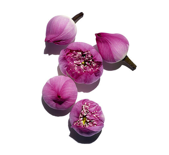 ハス（ロータス）-ハス花エキス-Nelumbo nucifera flower extract