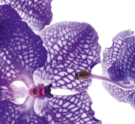 ブルーオーキッド-ブルーオーキッドエキス-Orchid extract,vanda coerulea extract