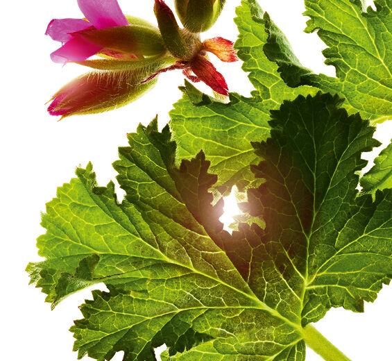 ニオイテンジクアオイ（ゼラニウム）-スイートセントゼラニウムエッセンシャルオイル-Pelargonium graveolens flower oil