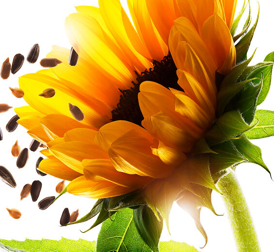 ヒマワリ（サンフラワー）-ヒマワリ種子油不けん化物-Helianthus annuus (sunflower) seed oil unsaponifiables