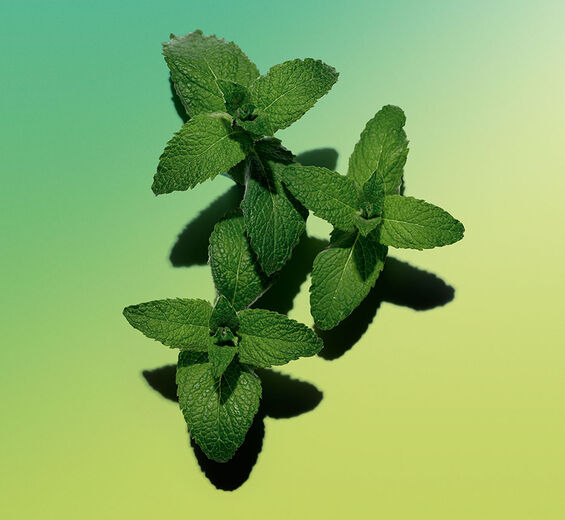 ワイルドミント（ハッカ）-ワイルドミント（ハッカ）エッセンシャルオイル-Mentha arvensis leaf oil