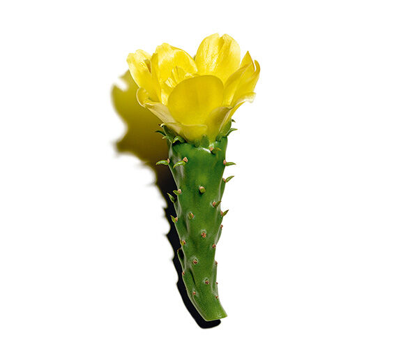 ウチワサボテン-ウチワサボテンエキス-Hydrolyzed opuntia ficus-indica flower extract