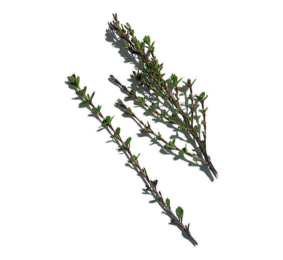 ミロタムヌス-ミロタムヌスフラベリフォリア葉/茎エキス-Myrothamnus flabellifolia leaf/stem extract