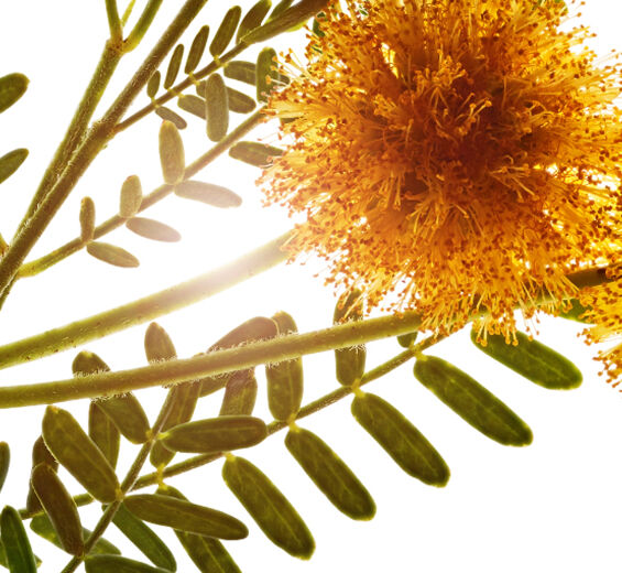 スイートアカシア（カッシー）-スイートアカシアワックス-Acacia farnesiana flower wax