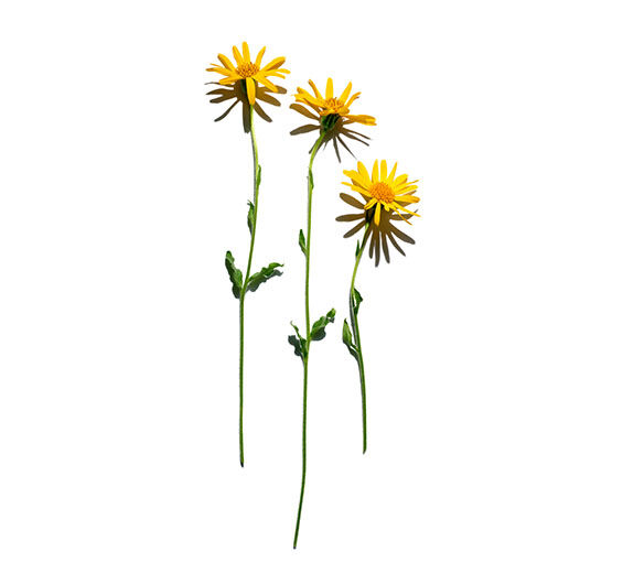 アルニカ-アルニカ花エキス-Arnica montana flower extract