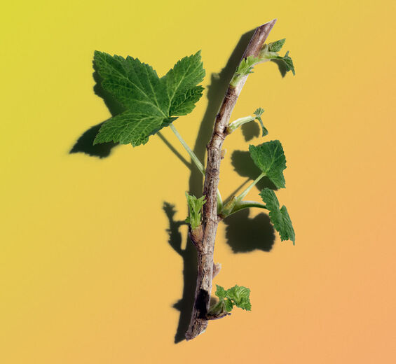 ブラックカラント（クロフサスグリ）-オーガニック ブラックカラント芽エキス-Ribes nigrum (black currant) bud extract