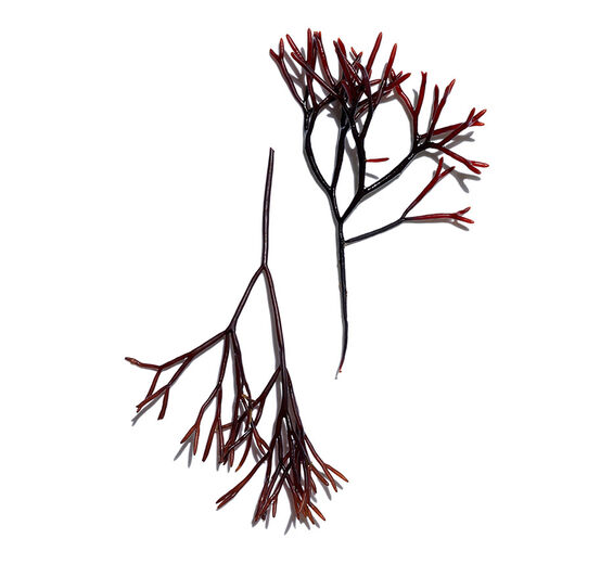 フルセラリア（ブラックカラギーナン）-フルセラリアエキス-Furcellaria lumbricalis extract