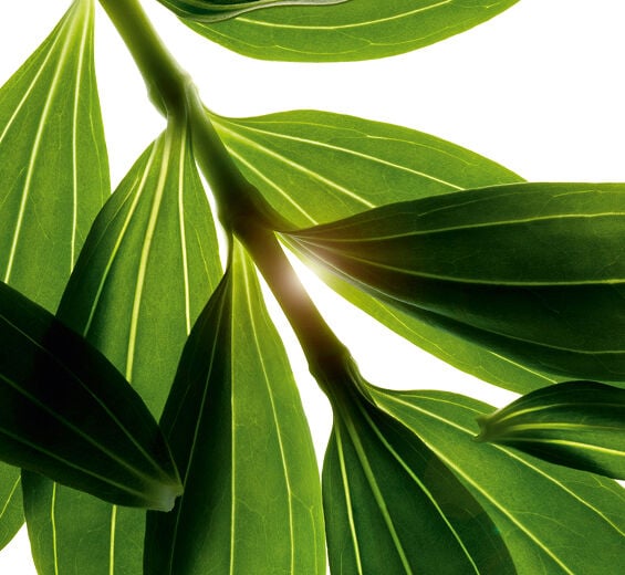 サボンソウ-オーガニック サポナリアエキス-Saponaria officinalis leaf extract