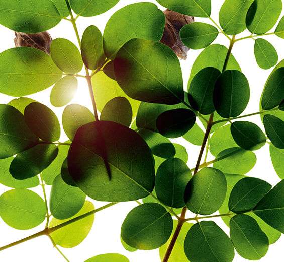 モリンガ（ワサビノキ）-モリンガ（ワサビノキ）エキス-Moringa oleifera seed extract