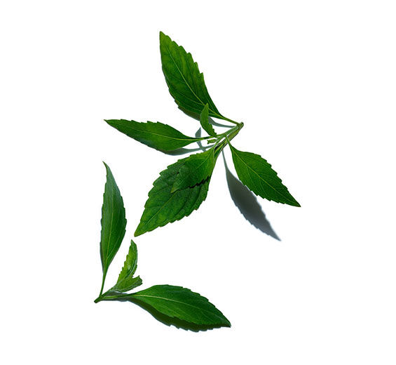 ジャワティー-オルトシホンエキス-Orthosiphon stamineus extract