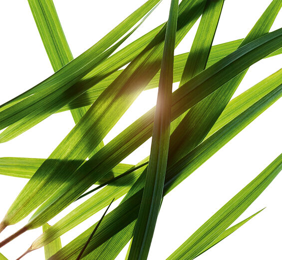 バイソン グラス（コウボウ）-バイソングラスエキス-Hierochloe odorata extract