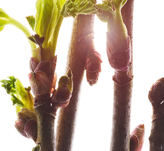ブラックカラント（クロフサスグリ）-オーガニック ブラックカラント芽エキス-Ribes nigrum (black currant) bud extract