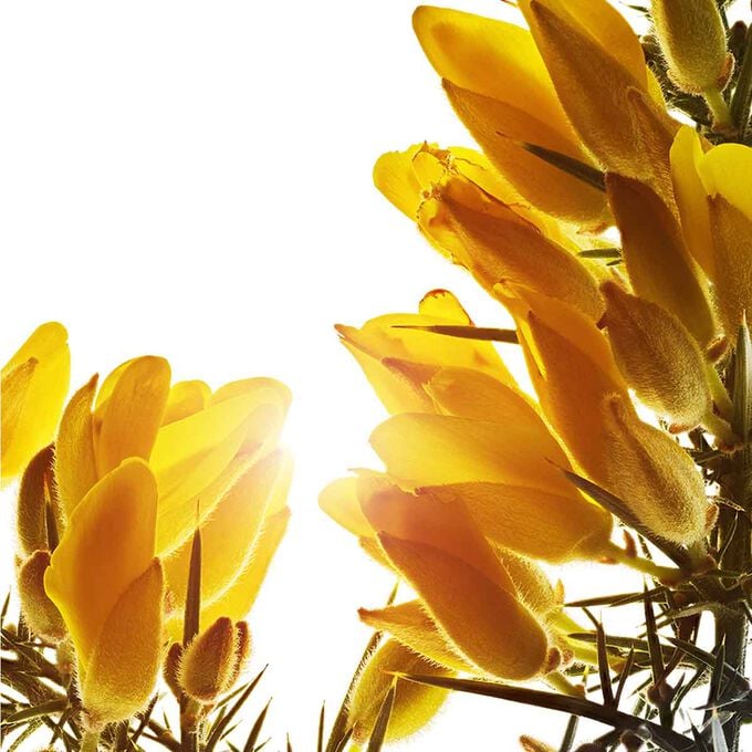 スープラ デイ クリーム N ベリードライスキン | CLARINS® 公式通販  