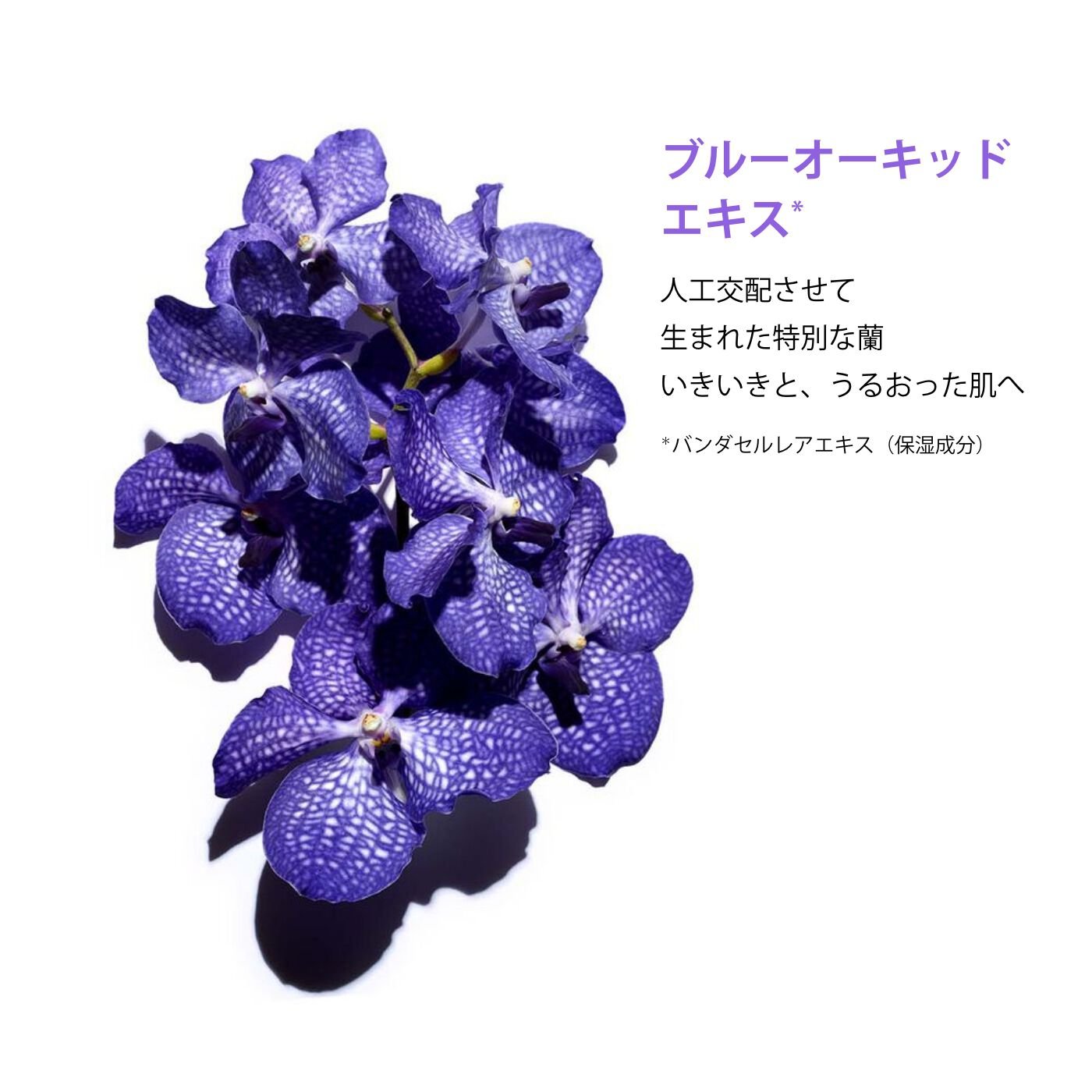 プラント フェイス オイル デハイドレイテッド スキン | CLARINS