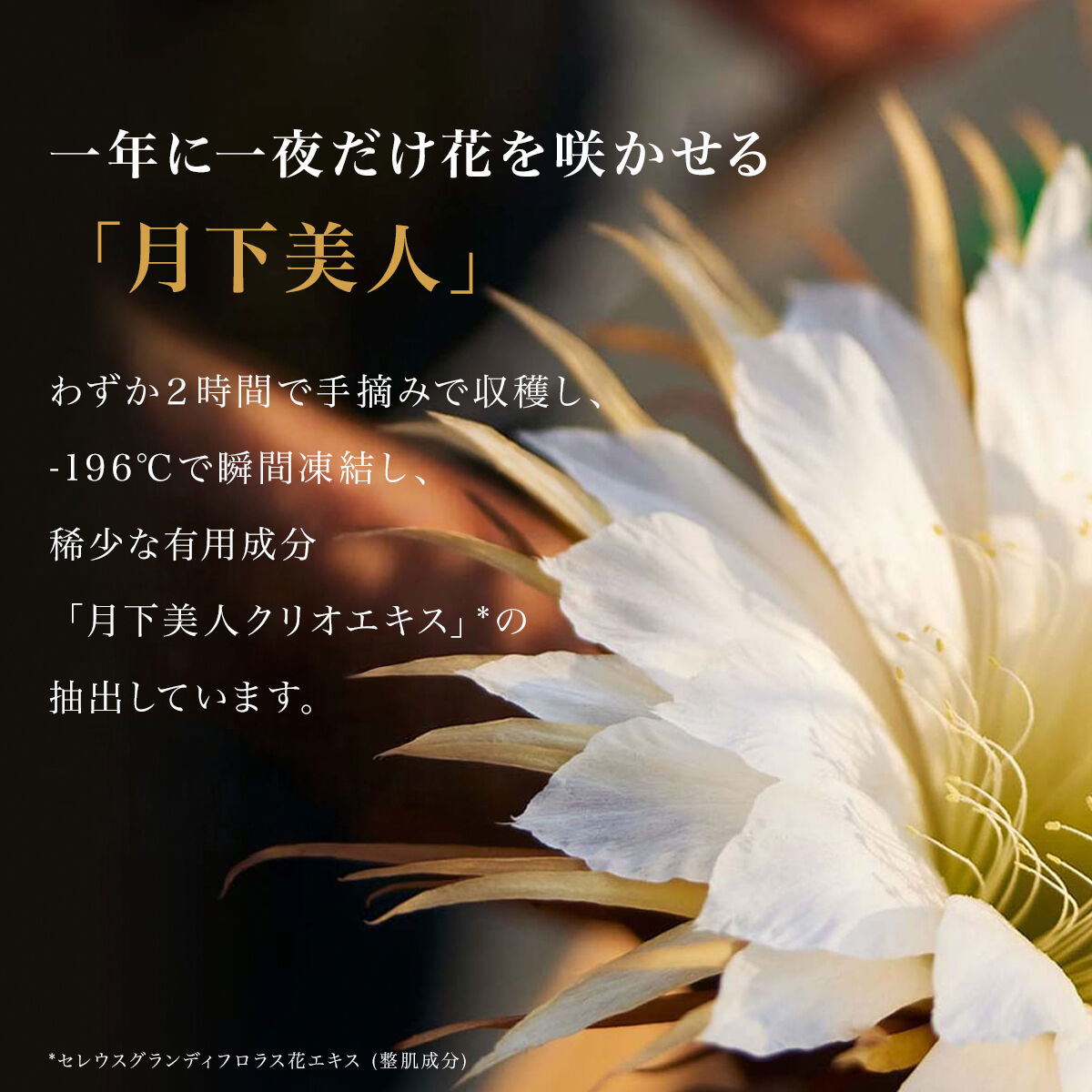 クラランスプレシャス ル セラム ブライト | CLARINS® 公式通販 | CLARINS®