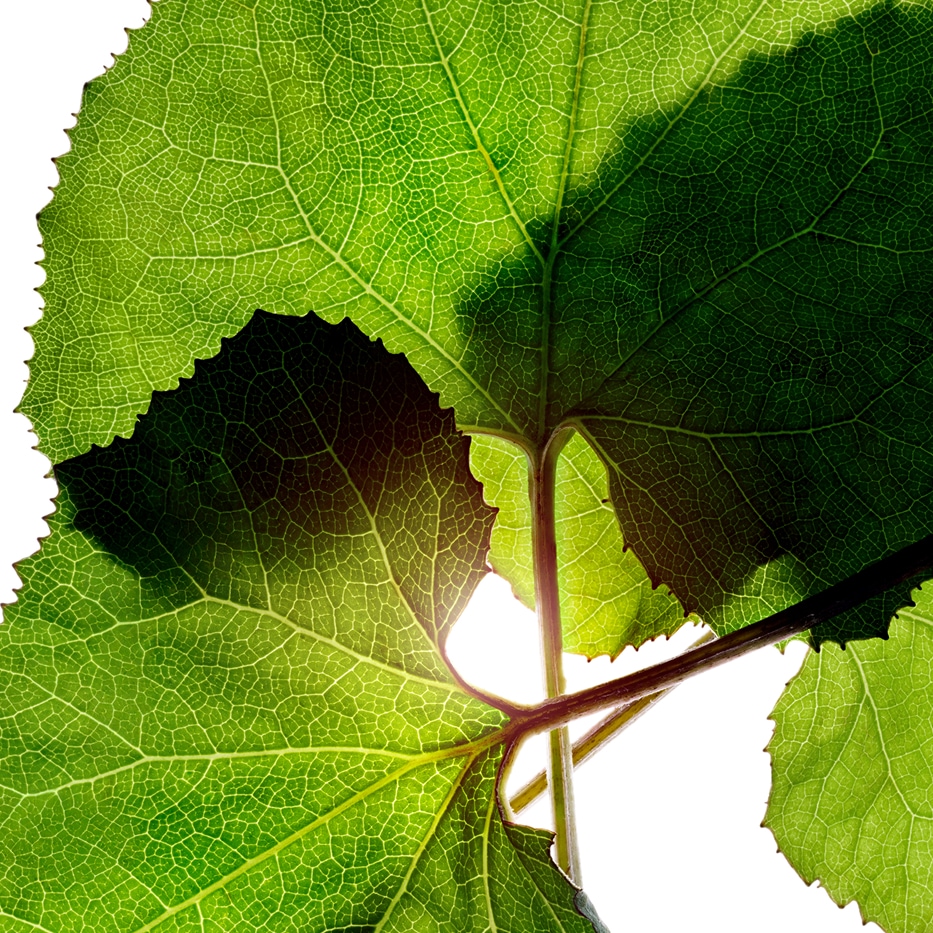 セイヨウフキ-オーガニック セイヨウフキエキス-Petasites hybridus leaf extract