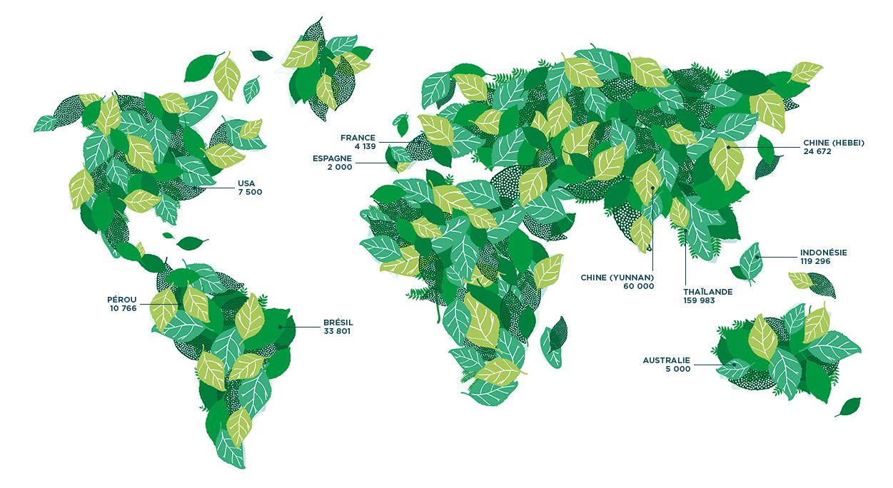 2011年以降、世界中で植樹活動を行っています。