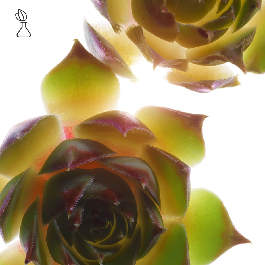 ハウスリーク（ヤネバンダイ）-オーガニック ハウスリークエキス-Sempervivum tectorum extract