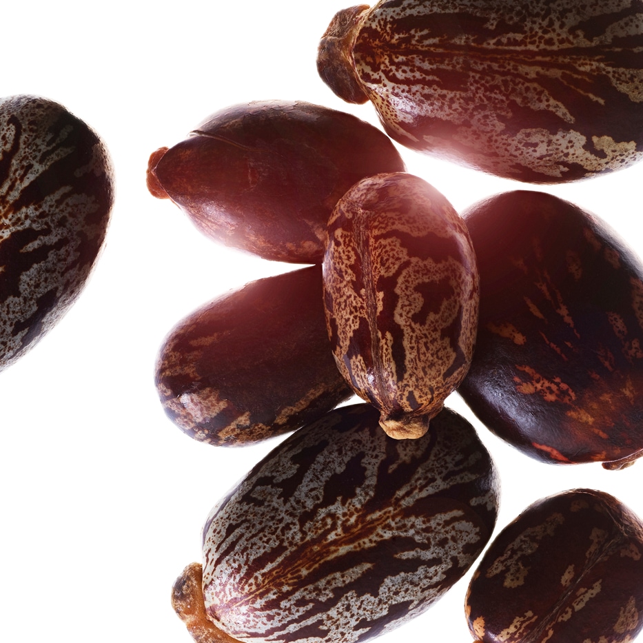 トウゴマ（ヒマ）-オーガニック ヒマシ油-Ricinus communis (castor) seed oil