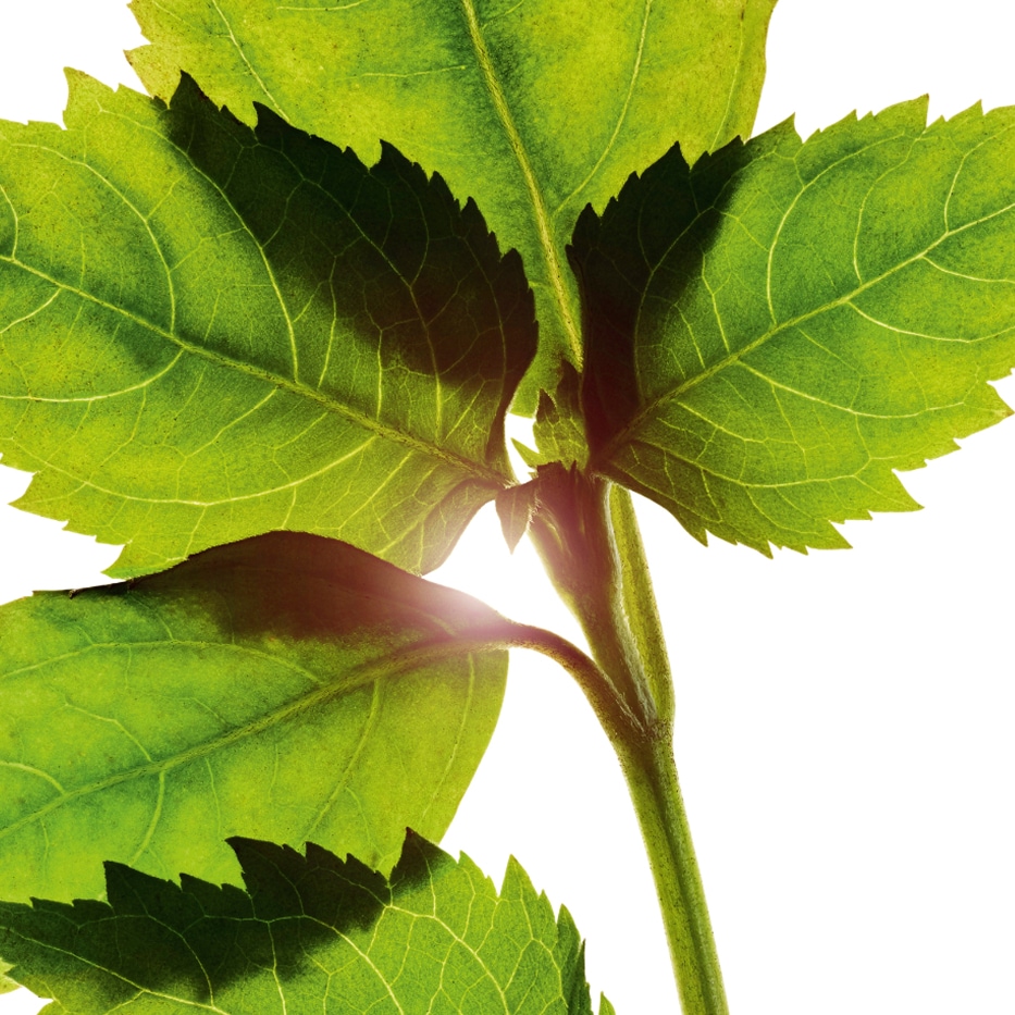 パチョリ-パチョリエッセンシャルオイル-Pogostemon cablin oil