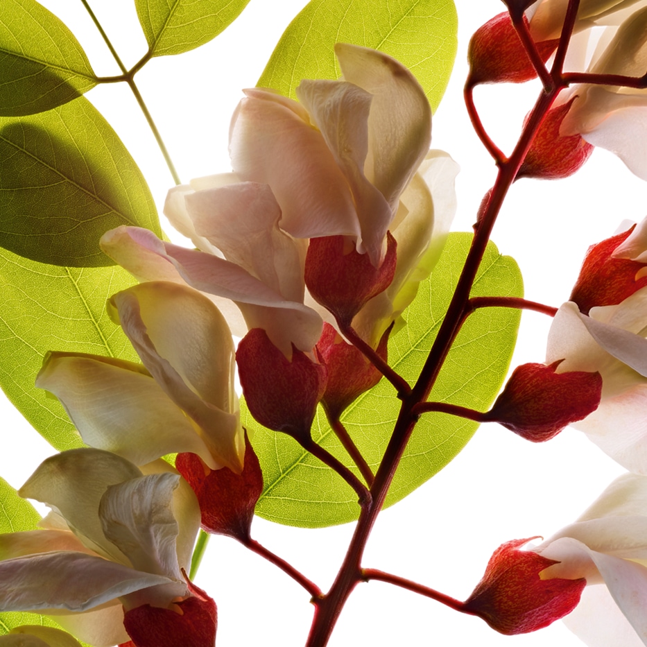 ハリエンジュ（ニセアカシア）-ハリエンジュフラワーウォーター-Robinia pseudoacacia flower extract