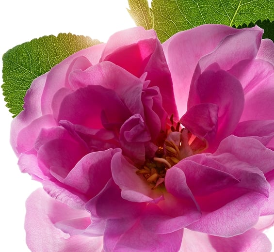 damask-