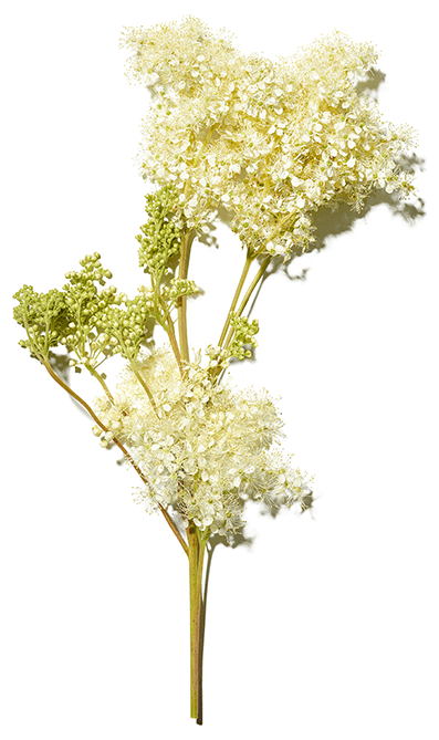 メドウスイートの花