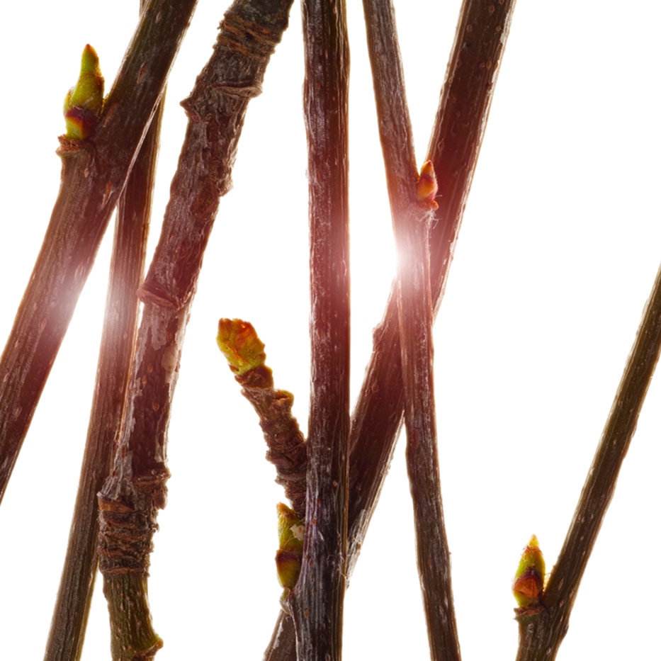 ソルビエツリー-オーガニック ソルビエツリー芽エキス-Pyrus sorbus bud extract