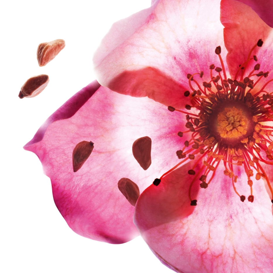 スイートブライアー-オーガニック スイートブライアーオイル-Rosa rubiginosa seed oil