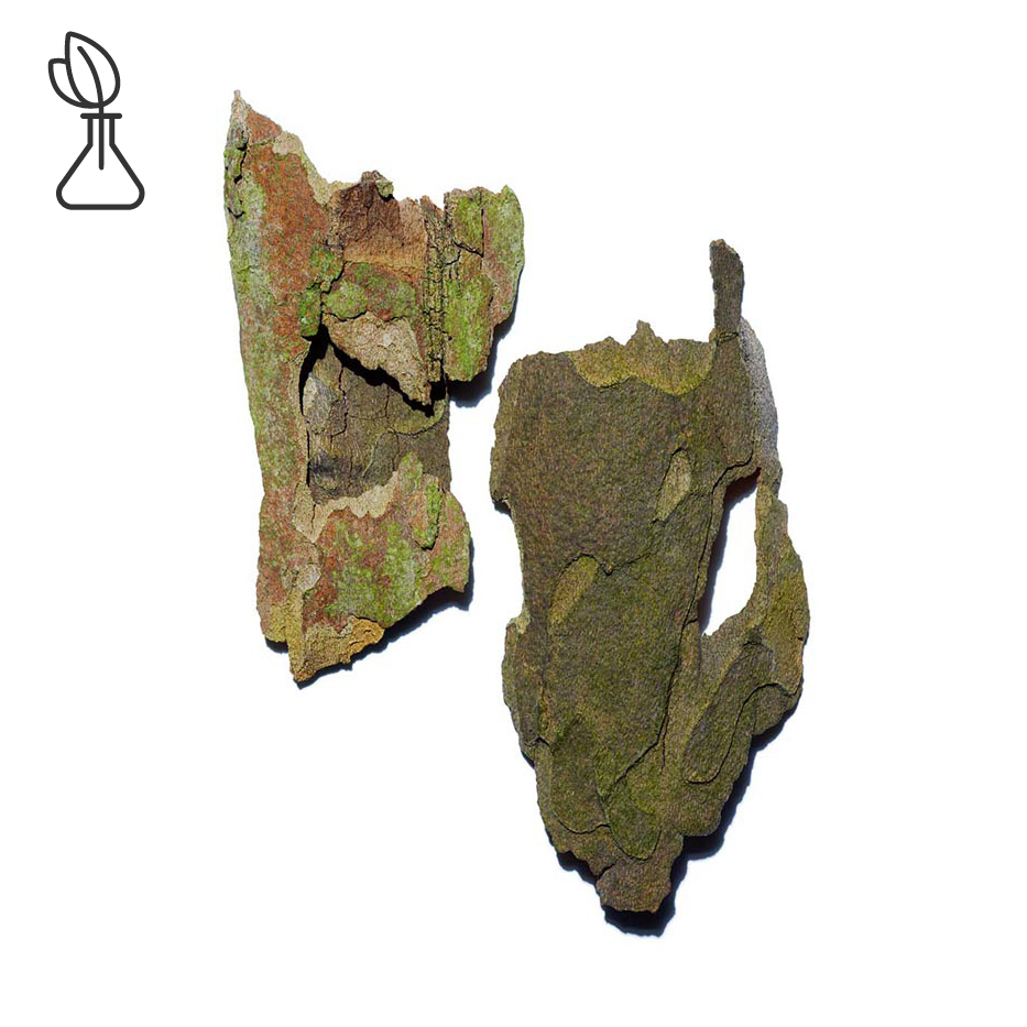 プラタナス-プラタナス エキス-Platanus occidentalis bark extract