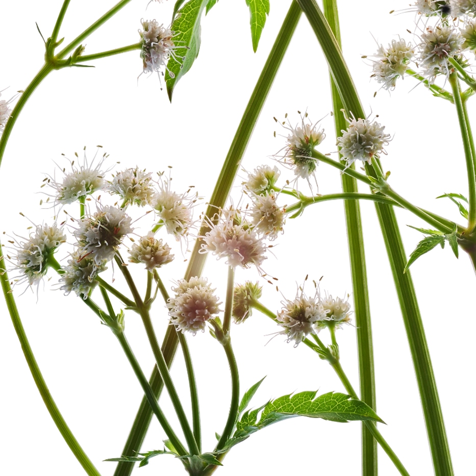 ヨーロッパサニクル（ウマノミツバ）-オーガニック サニクルエキス-Sanicula europaea extract