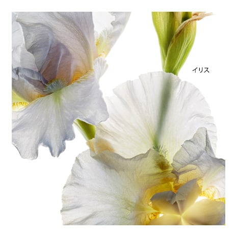 イリス