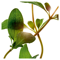 Chervil and turmeric