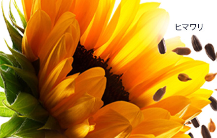 ヒマワリの花