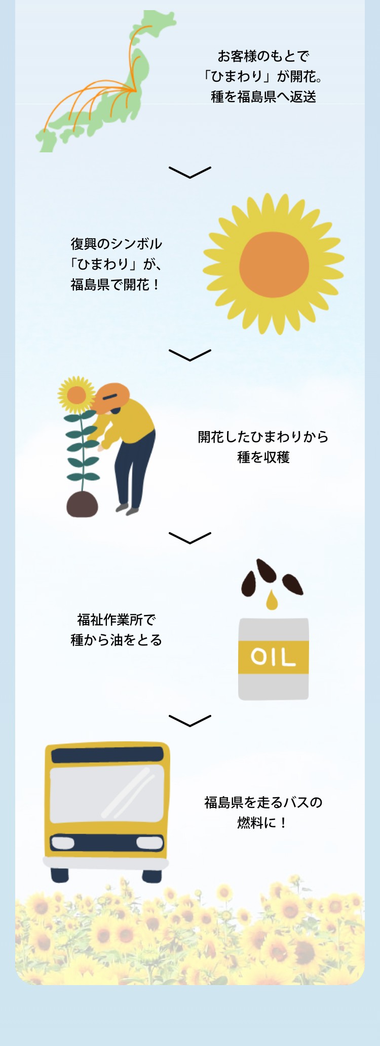 お客様のもとで「ひまわり」が開花。種を福島県へ返送。復興のシンボル「ひまわり」が、福島県で開花！。開花したひまわりから種を収穫。福祉作業所で種から油をとる。福島県を走るバスの燃料に！