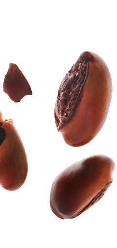 Visuel ingrédient Karité