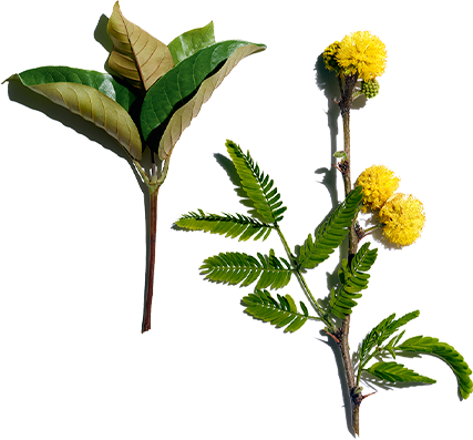 Harungana and Cassia Flower